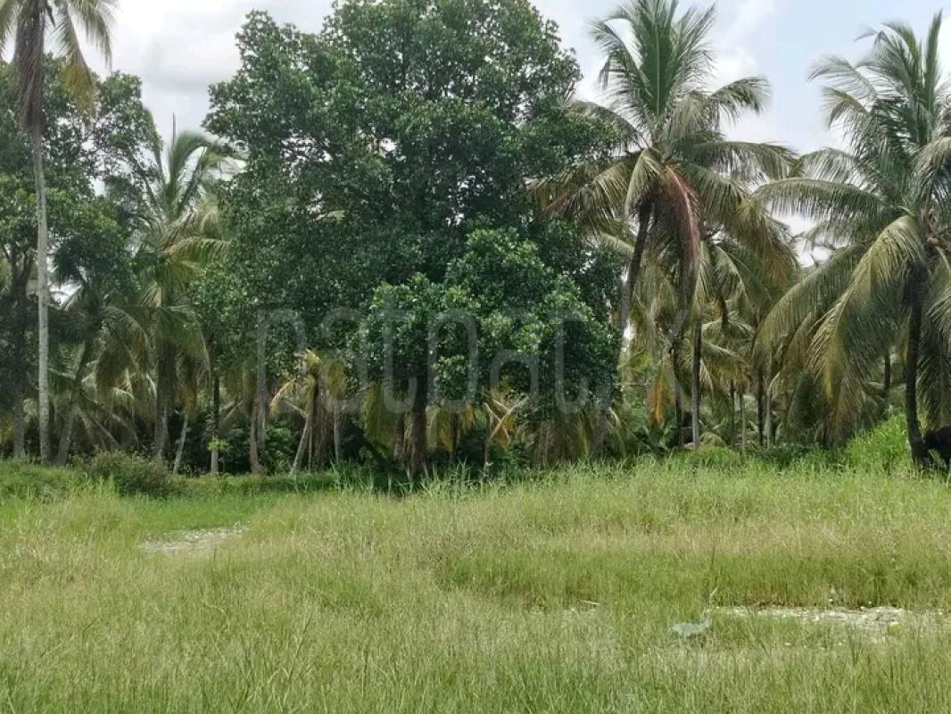 Agricultural Land for Sale in Giriulla