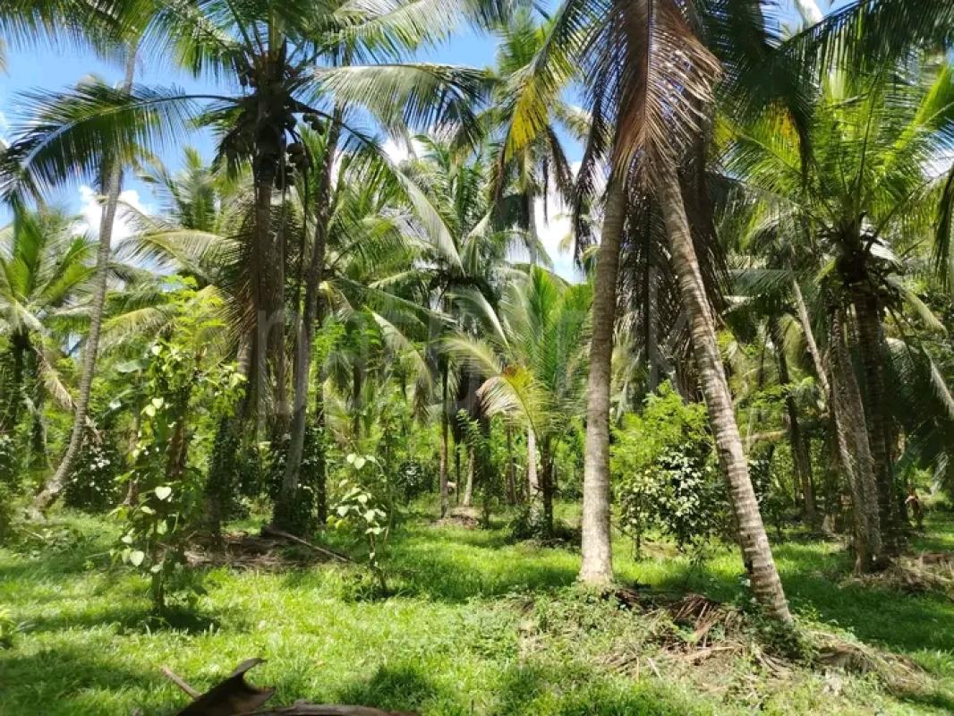 Agricultural Land for Sale in Dambadeniya