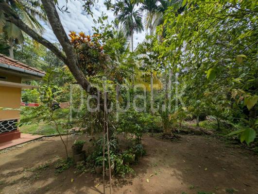 premium-listing-image