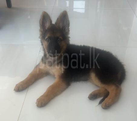 German Shepherd Long Coat Male Puppy