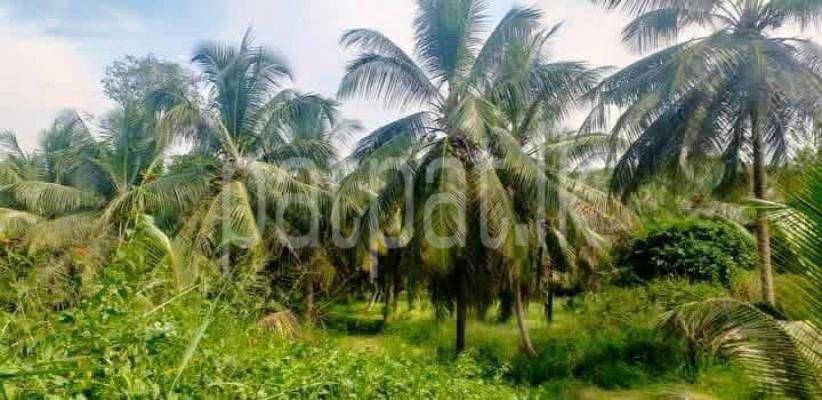 Agricultural Land for Sale in Gampaha