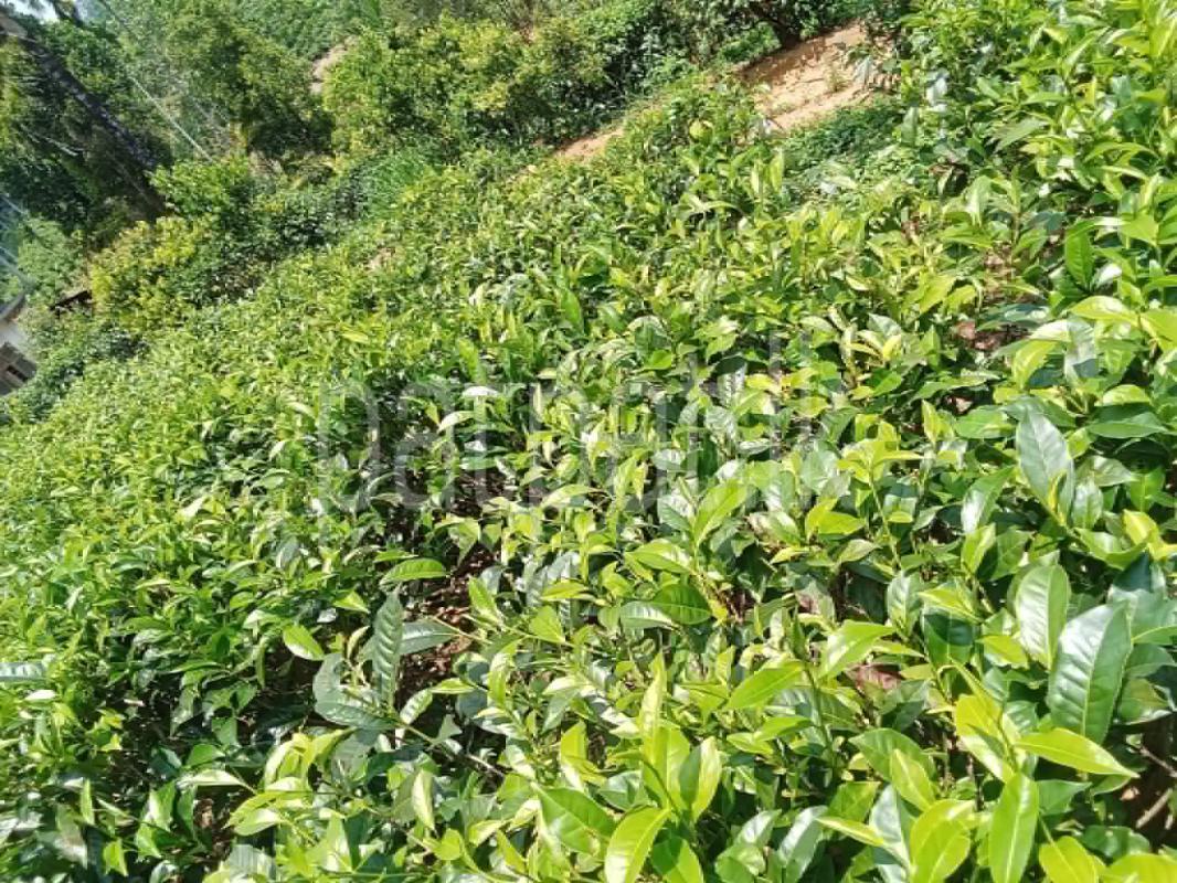 Agricultural Land for Sale in Deniyaya