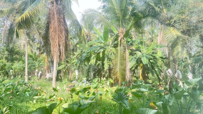 Agricultural Land for Sale in Dompe