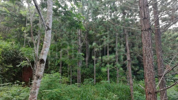 Residential Land for Sale in Haputale