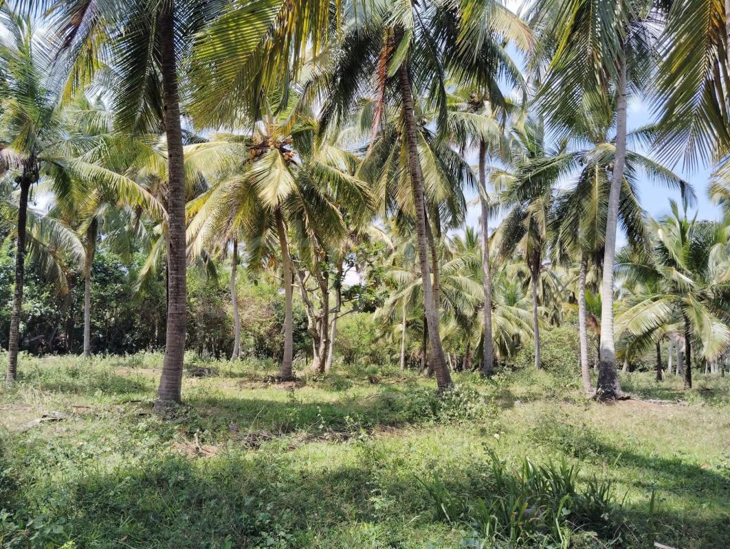 Agricultural Land for Sale in Wellawa