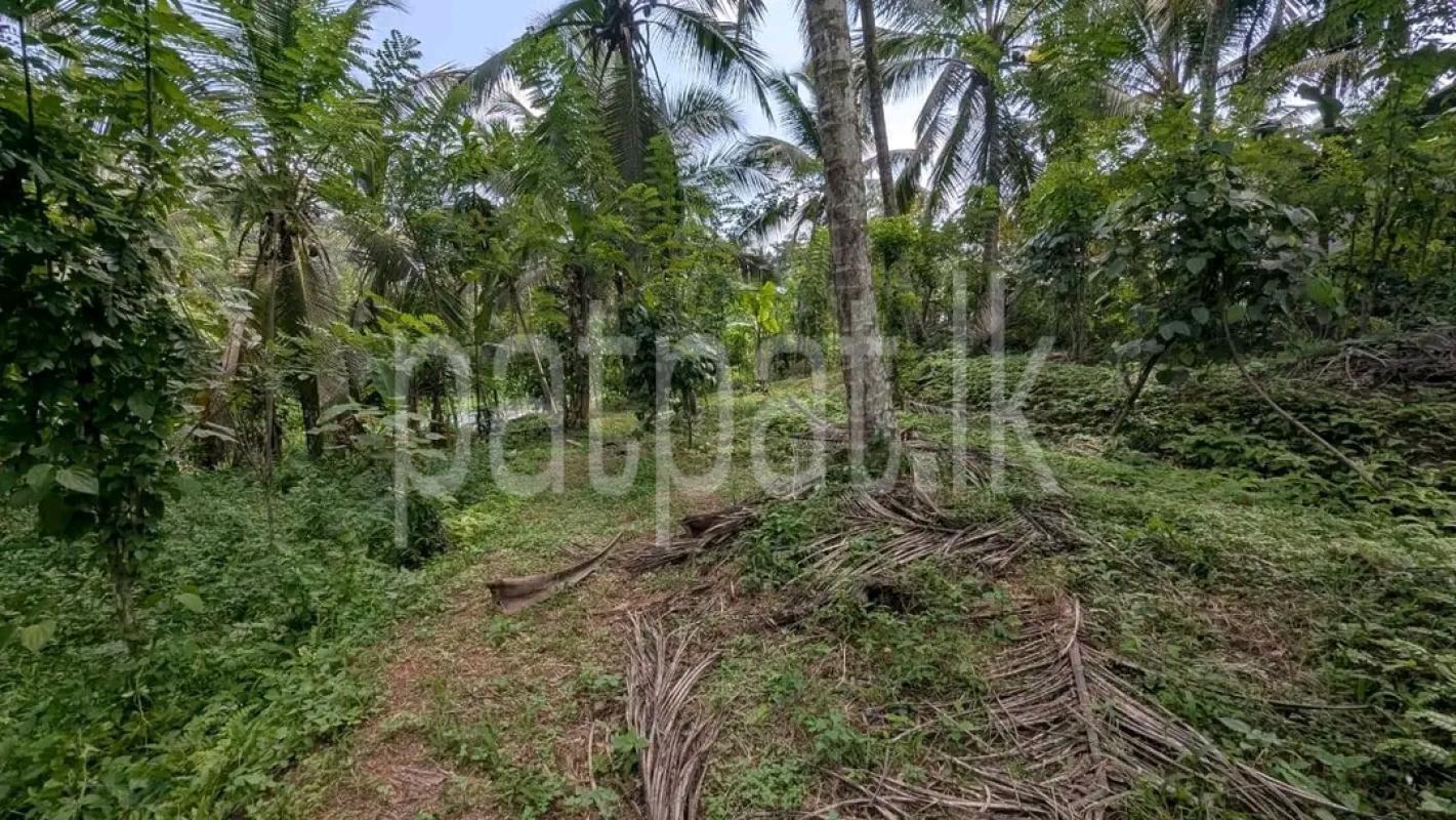 Agricultural Land for Sale in Wattala