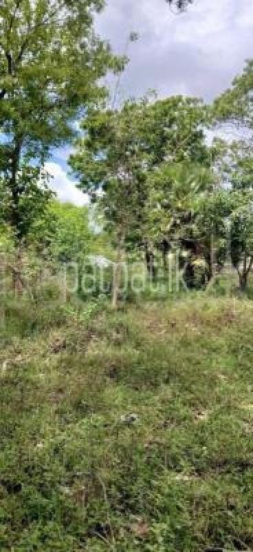 Residential Land for Sale in Kataragama