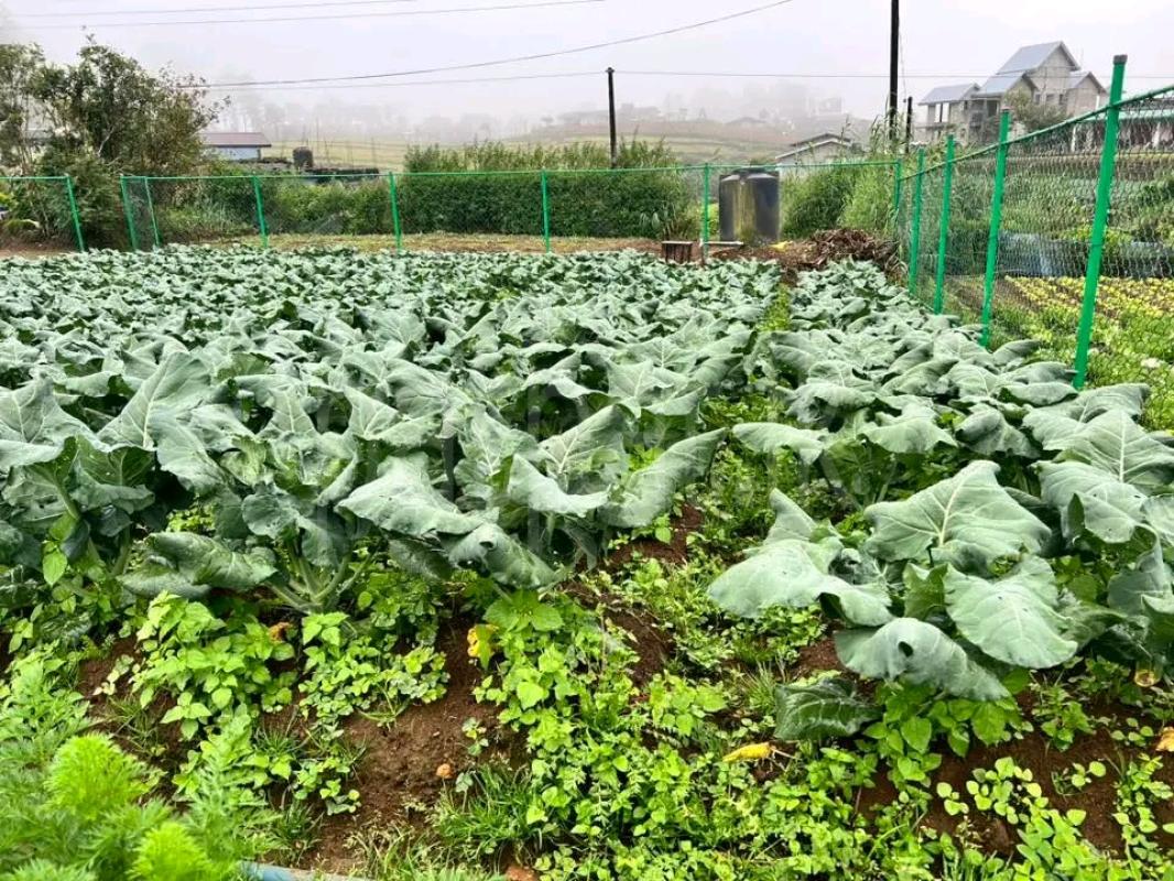 Agricultural Land for Sale in Bopattalawa