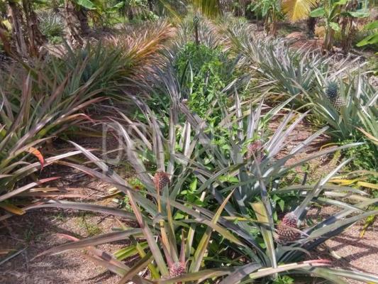 premium-listing-image