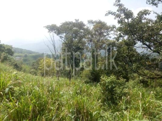 premium-listing-image