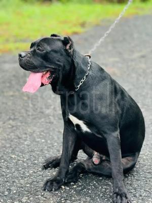 Cane Corso Male Dog