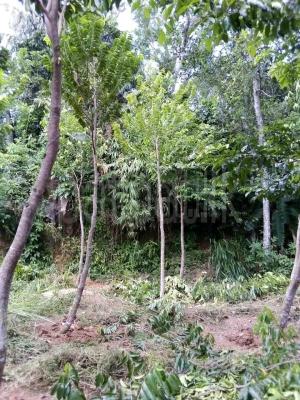 premium-listing-image