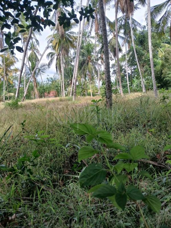 Agricultural Land for Sale in Ridigama