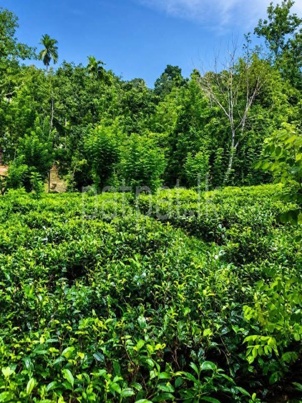 Residential Land for Sale in Peradeniya
