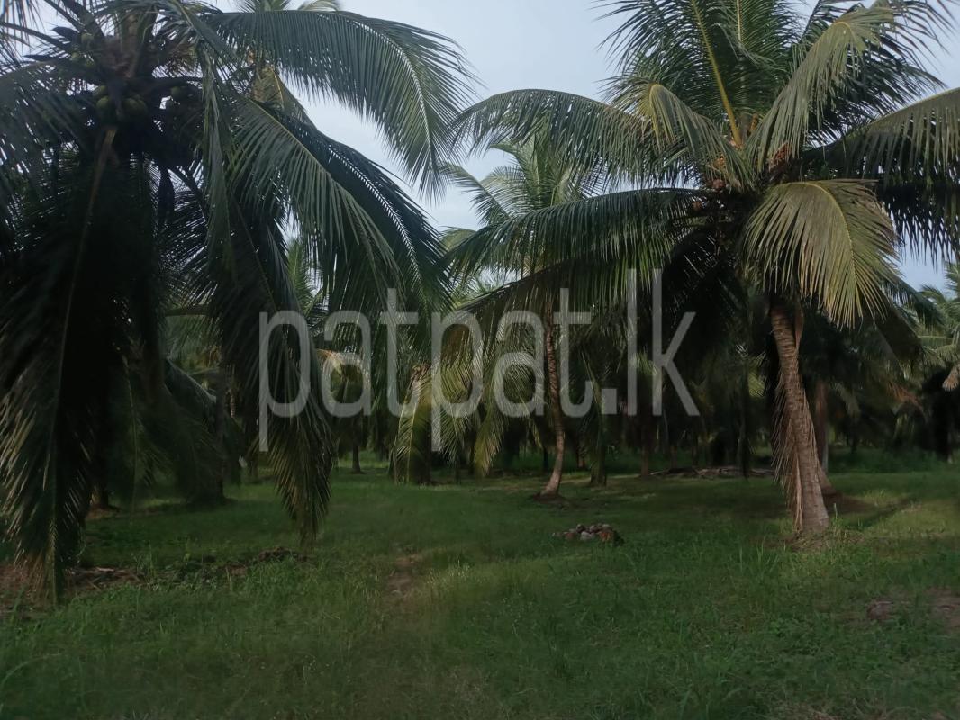 Agricultural Land for Sale in Puttalam