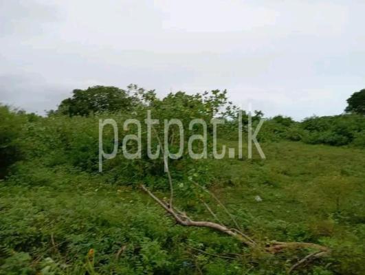 premium-listing-image