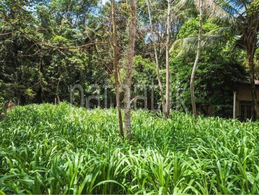 premium-listing-image