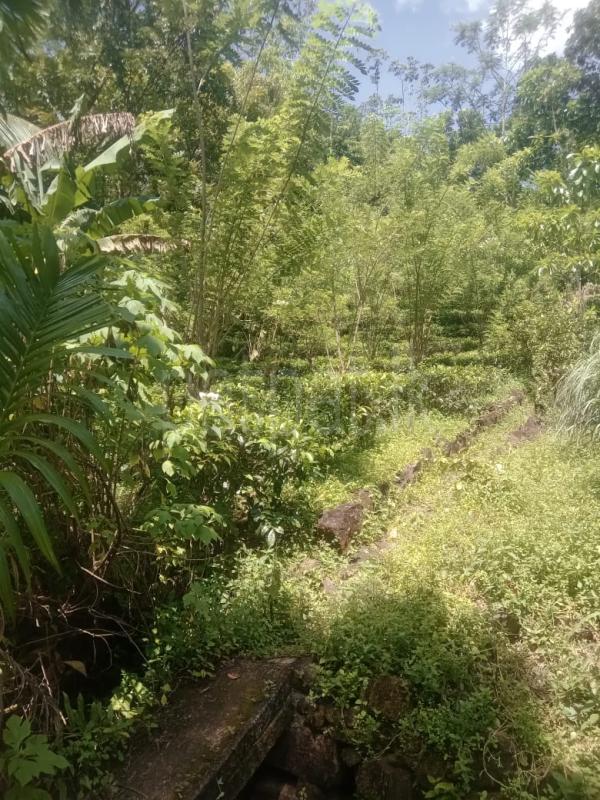 Agricultural Land for Sale in Elpitiya
