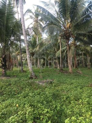 Residential Land for Sale in Narammala