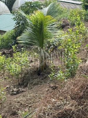 Agricultural Land for Sale in Matugama