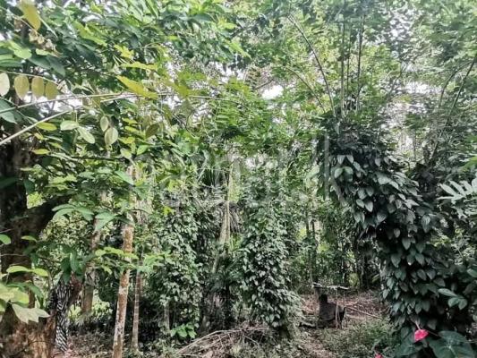 Commercial Land for Sale in Matale