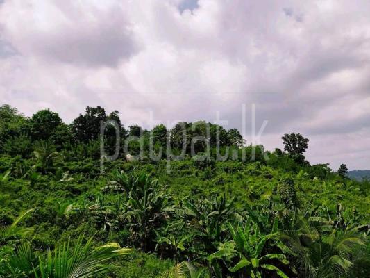 Agricultural Land for Sale in Narammala