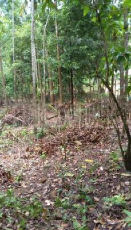 Agricultural Land for Sale in Peradeniya