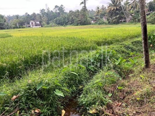 premium-listing-image