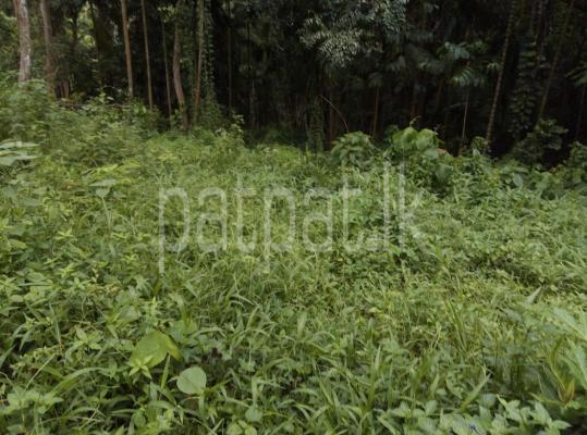 Agricultural Land for Sale in Palapathwela