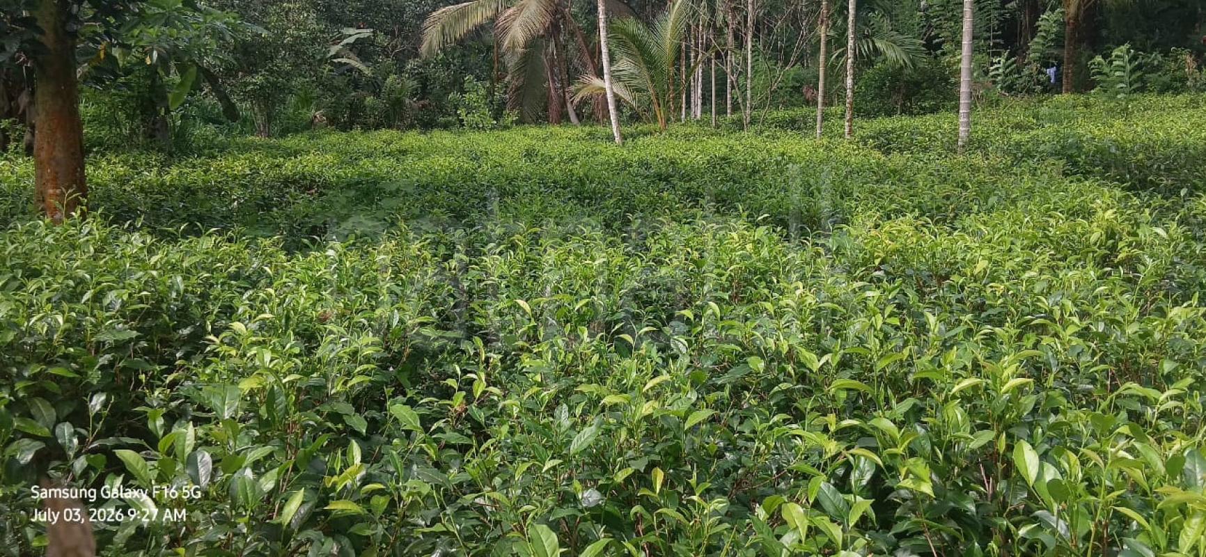 Agricultural Land for Sale in Ratnapura