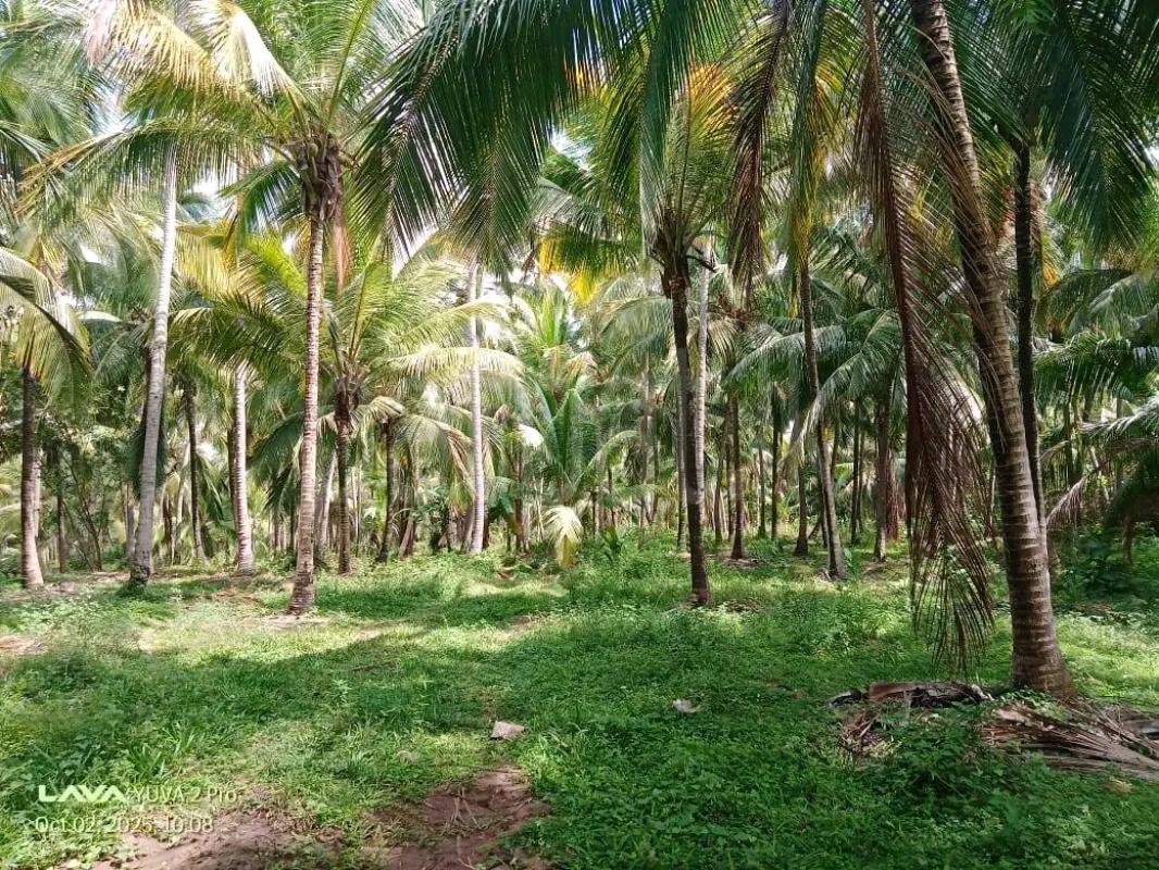 Agricultural Land for Sale in Maho
