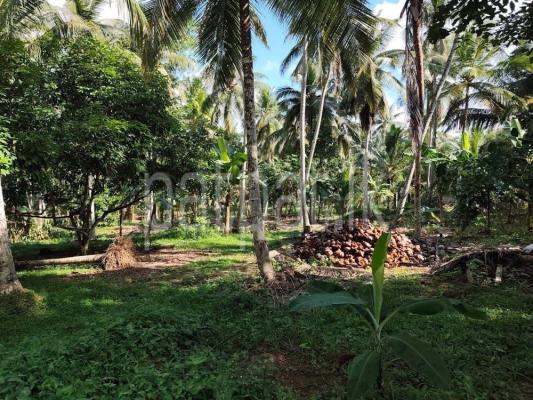 Agricultural Land for Sale in Minuwangoda