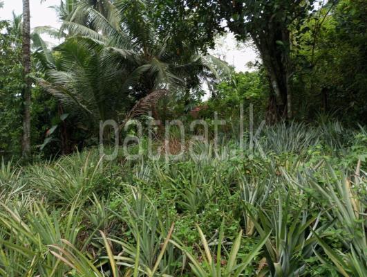 premium-listing-image