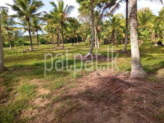 premium-listing-image