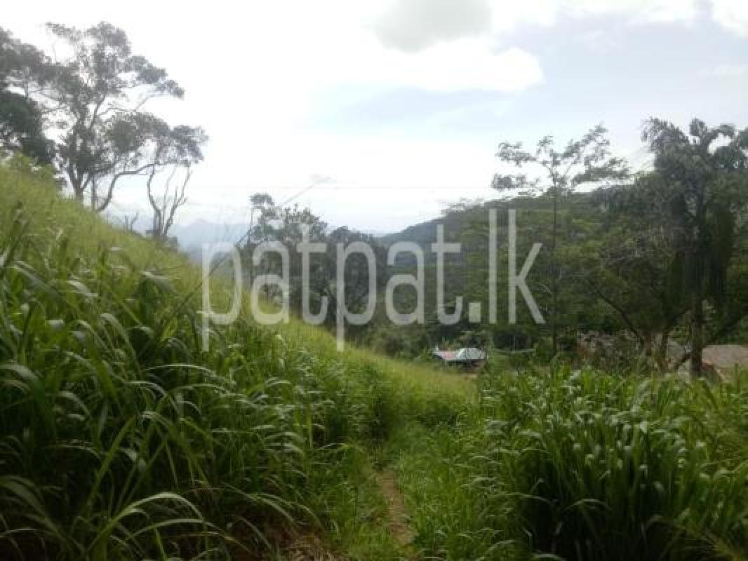 Agricultural Land for Sale in Hantane