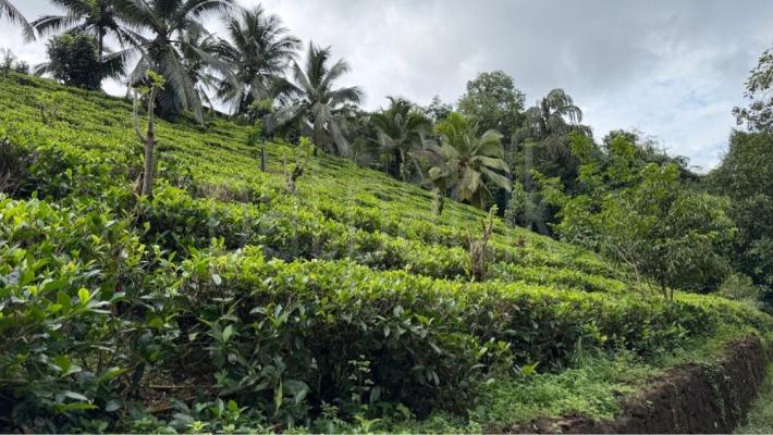 Residential Land for Sale in Bulathsinhala