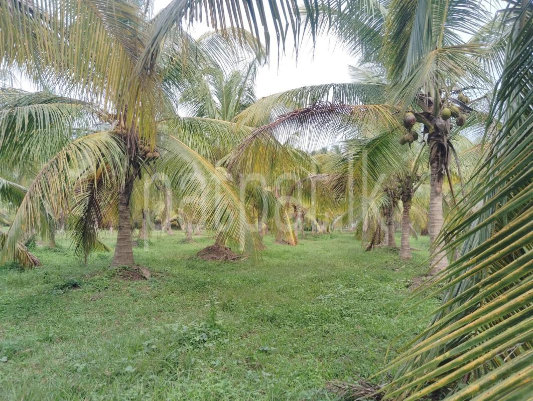 Agricultural Land for Sale in Dankotuwa