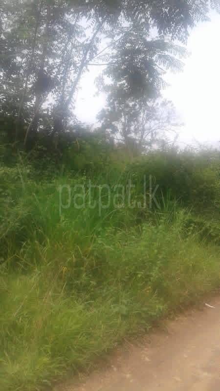 Agricultural Land for Sale in Narammala