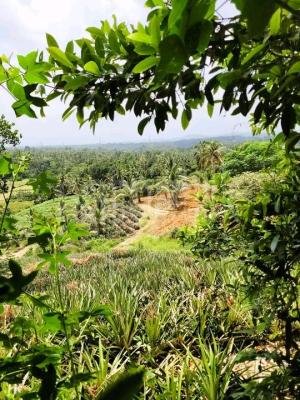 premium-listing-image