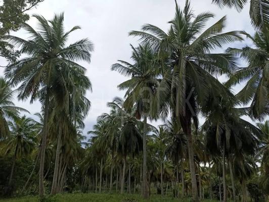 Agricultural Land for Sale in Puttalam