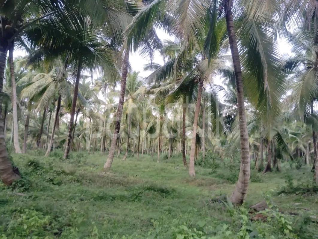 Agricultural Land for Sale in Mawathagama