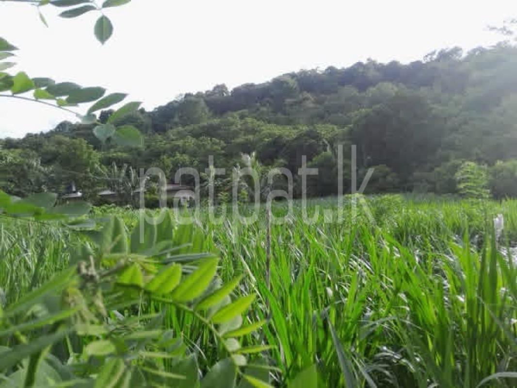 Agricultural Land for Sale in Matale
