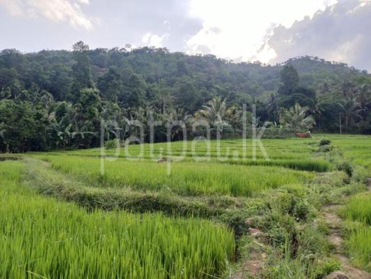 premium-listing-image