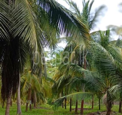 Agricultural Land for Sale in Madurankuliya