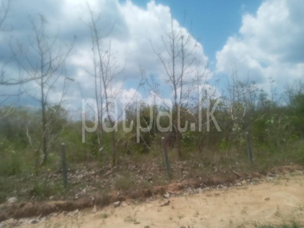 Agricultural Land for Sale in Anamaduwa