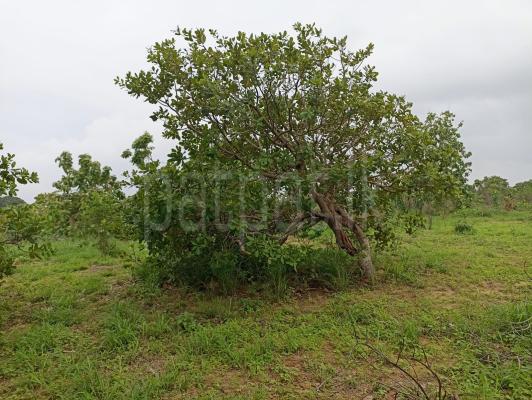 Agricultural Land for Sale in Puttalam