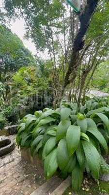 premium-listing-image