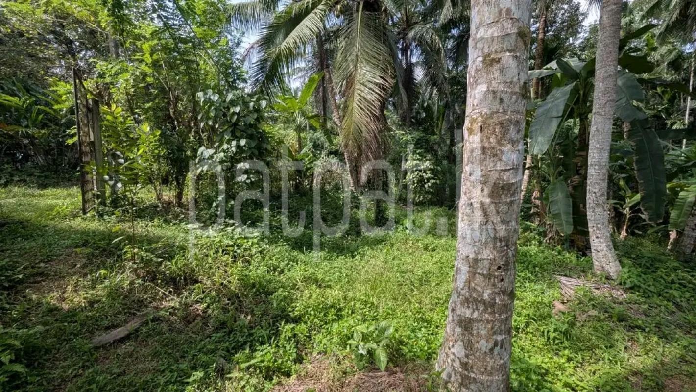 Agricultural Land for Sale in Ragama