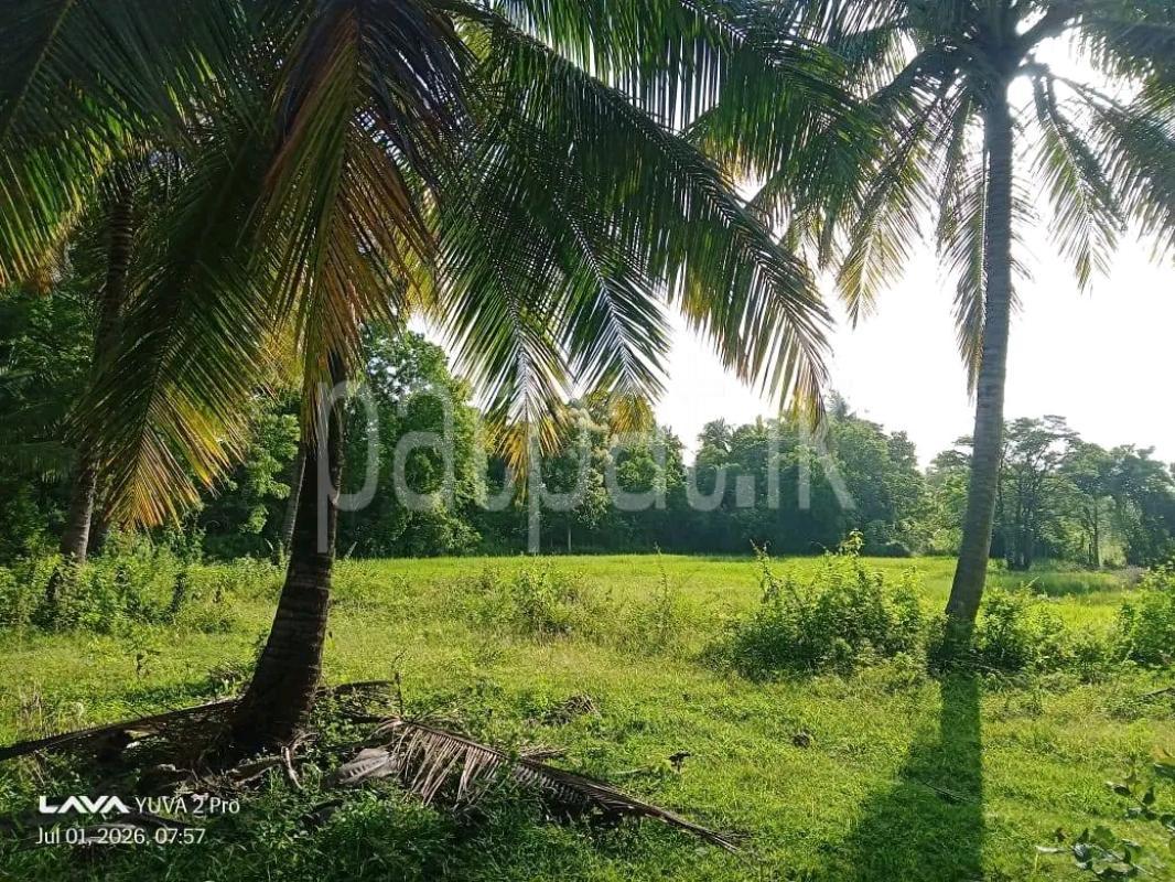 Agricultural Land for Sale in Mawathagama