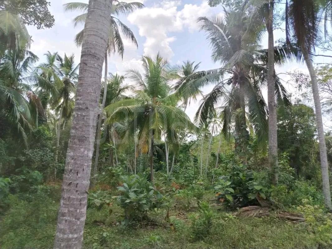 Agricultural Land for Sale in Giriulla